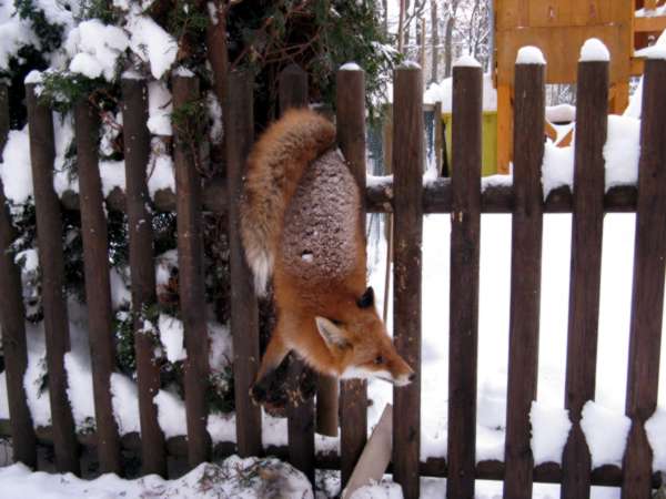 Fuchs in Not